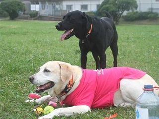 �ی쌢���umix��HAL�ƃS�[���f����Rick