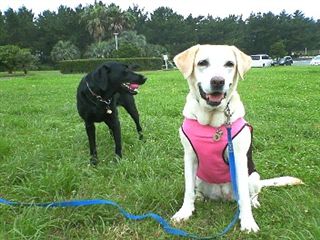 �ی쌢���umix��HAL�ƃS�[���f����Rick