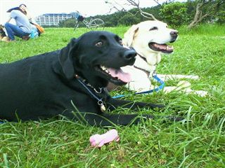 �ی쌢���umix��HAL�ƃS�[���f����Rick