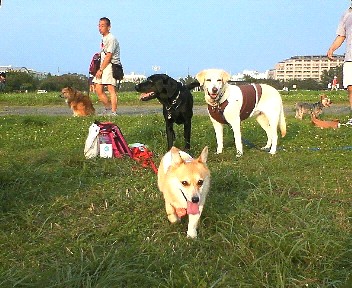 �ی쌢���umix��HAL�ƃS�[���f����Rick