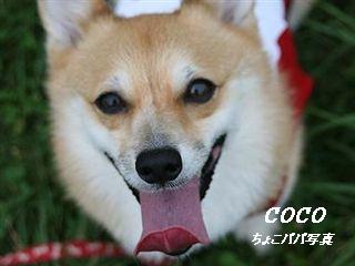 �ی쌢���umix��HAL�ƃS�[���f����Rick