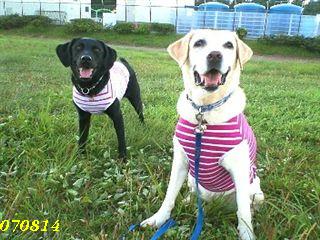 �ی쌢���umix��HAL�ƃS�[���f����Rick