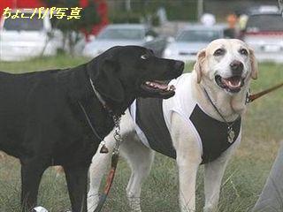 �ی쌢���umix��HAL�ƃS�[���f����Rick