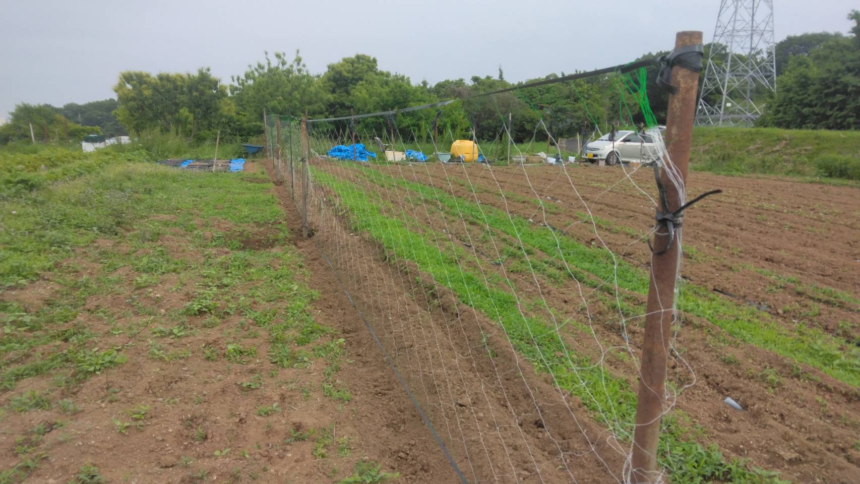 5/19自然薯の定植とネット張り/Planting Japanese yam and putting up nets（湘南自然薯栽培その３）