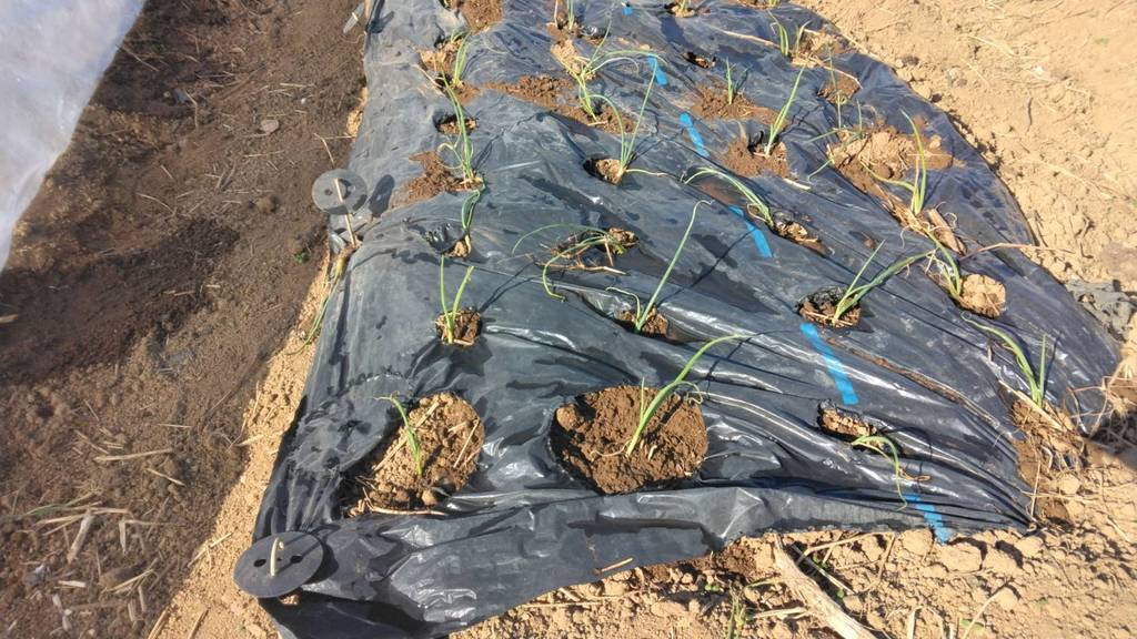 �Ó쎩�R���͔|���̂R