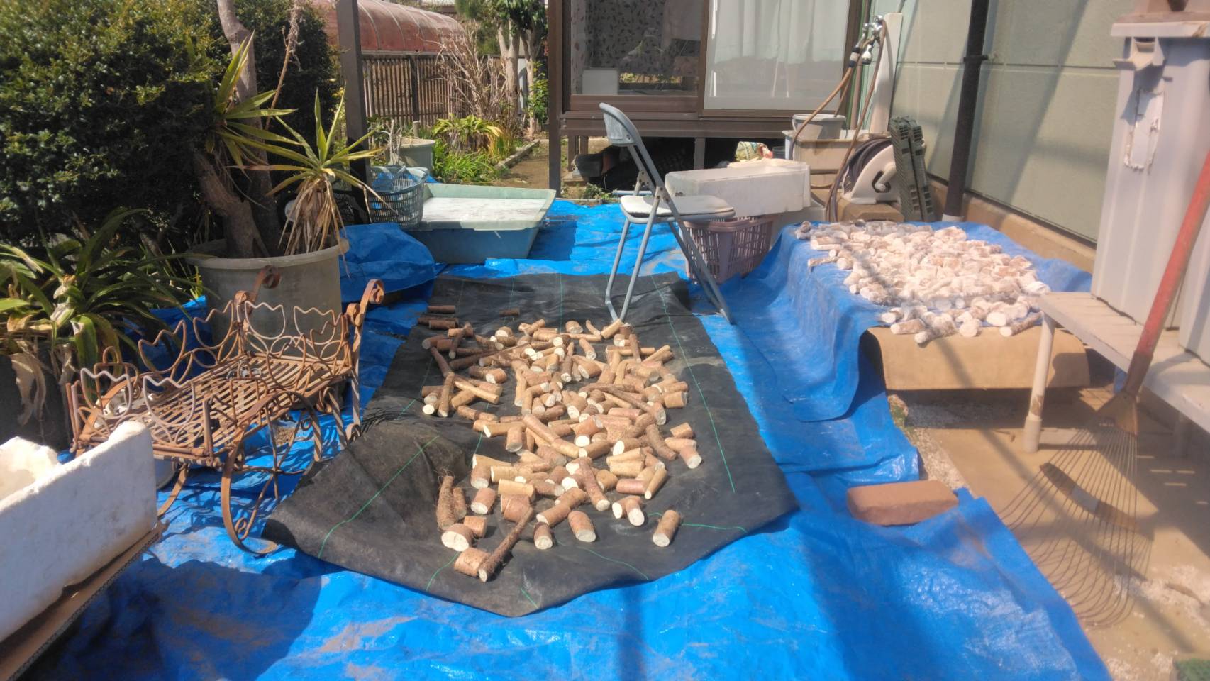 3/24���R���̎���̎d���݂ƈ�c/Preparation of wild yam seed tubers and seedling cultivation�i�Ó쎩�R���͔|���̂R�j
