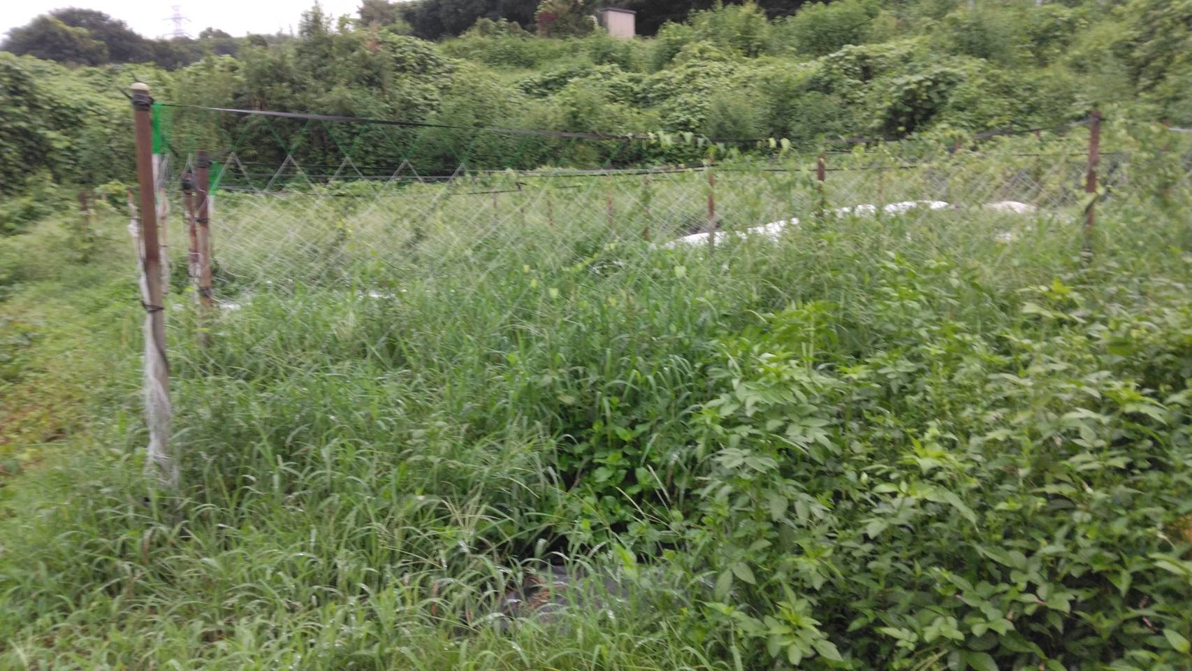 �Ó쎩�R���͔|���̂R