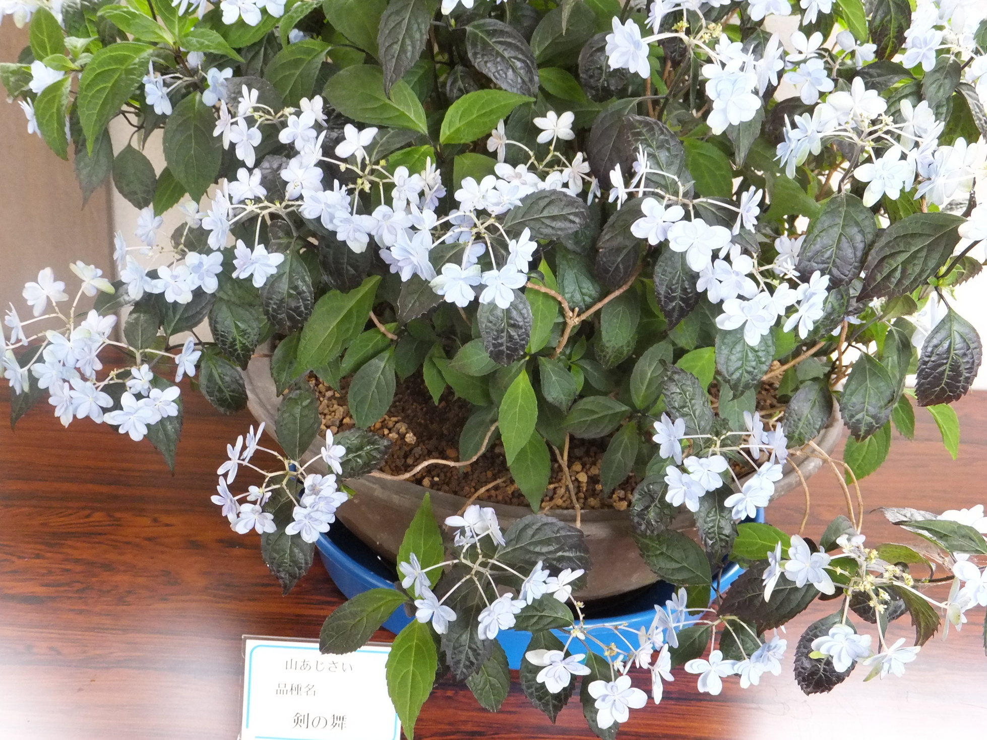 ���@��g�L���C���[��BOX]�@���@[�j�Ə��̕��i]�@�i�Z�ҏ����W�j