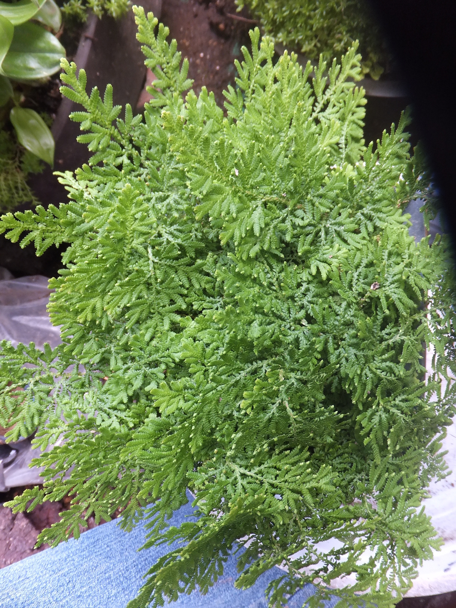 ���@��g�L���C���[��BOX]�@���@[�j�Ə��̕��i]�@�i�Z�ҏ����W�j