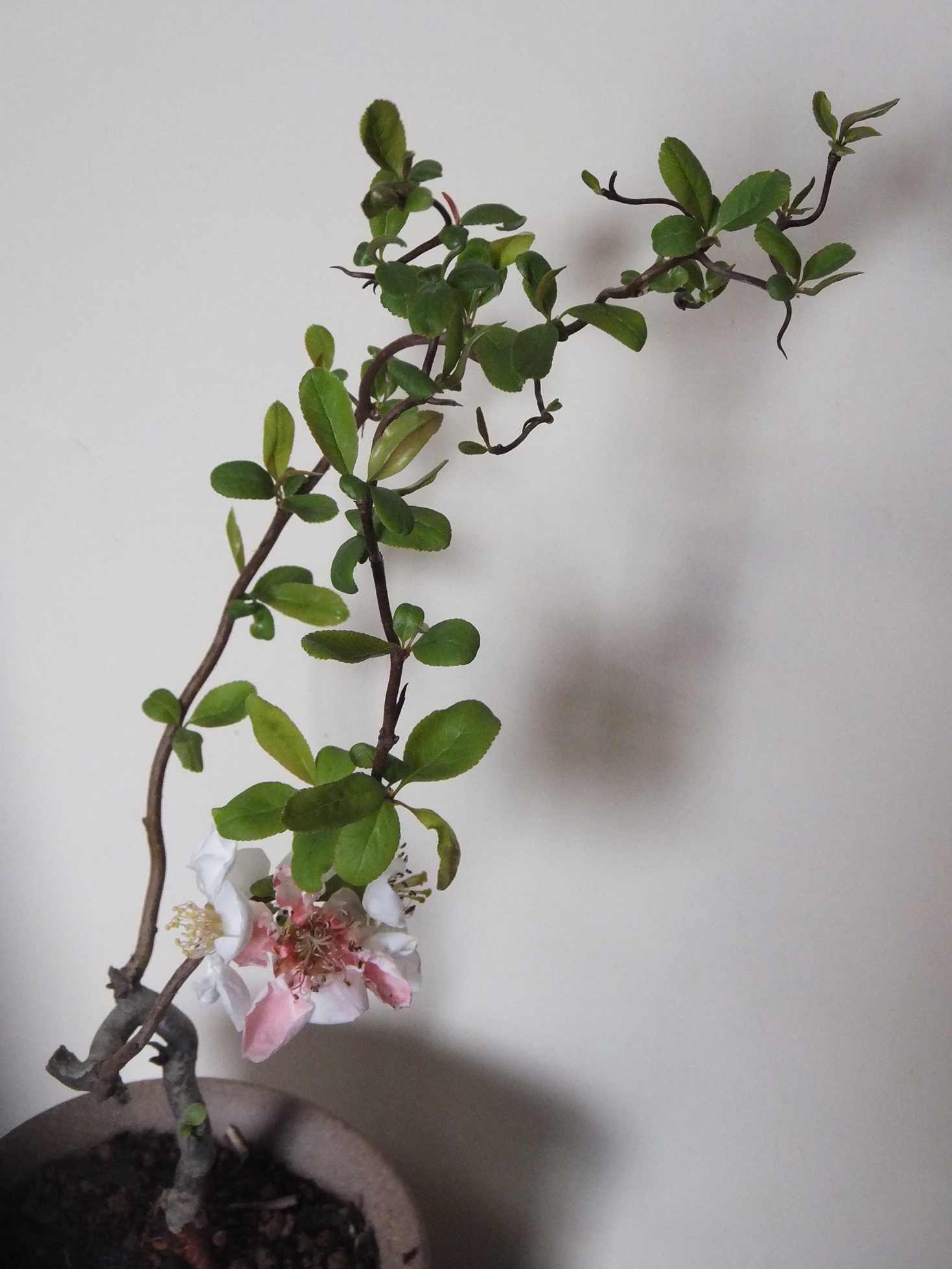 ���@��g�L���C���[��BOX]�@���@[�j�Ə��̕��i]�@�i�Z�ҏ����W�j