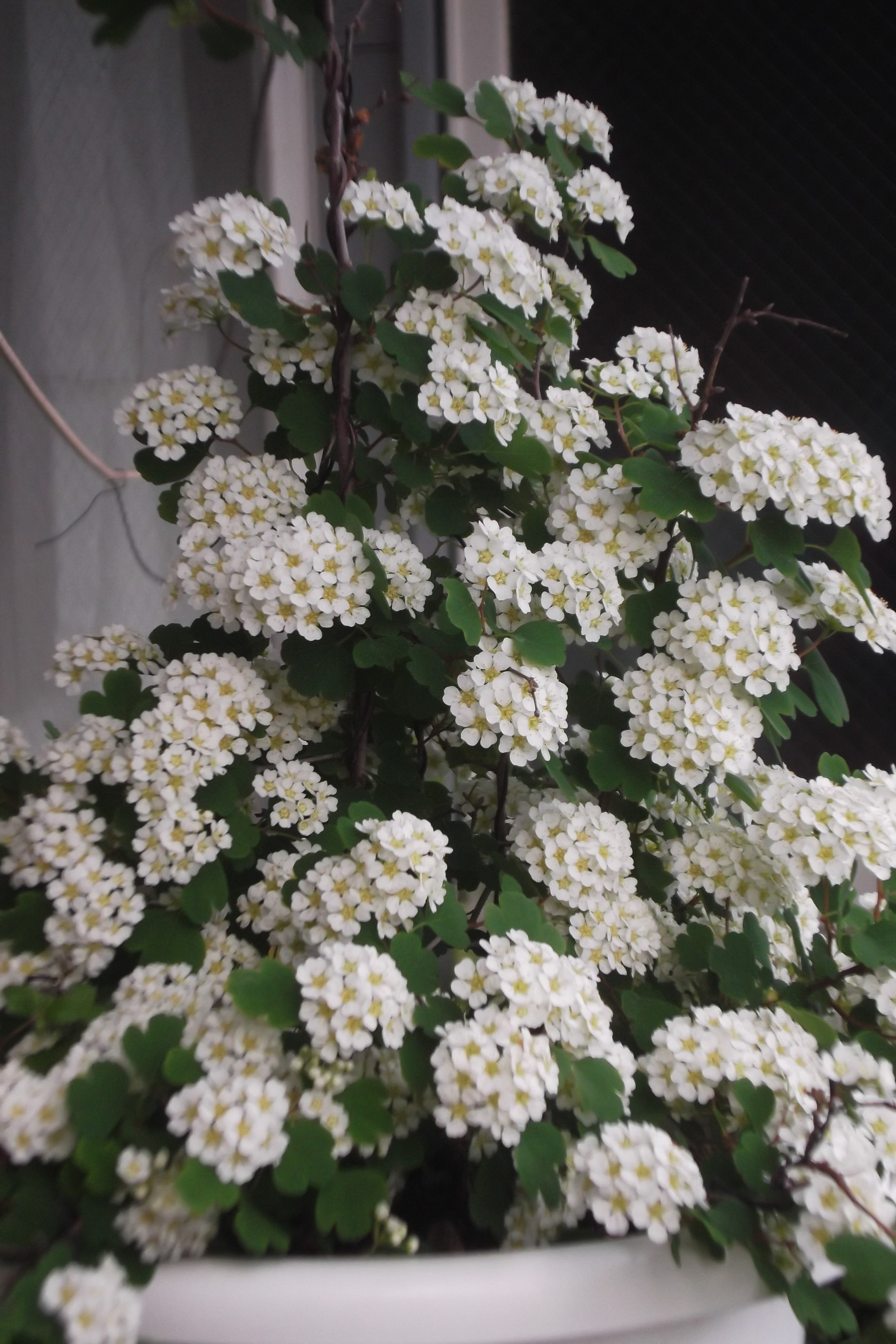 ���@��g�L���C���[��BOX]�@���@[�j�Ə��̕��i]�@�i�Z�ҏ����W�j