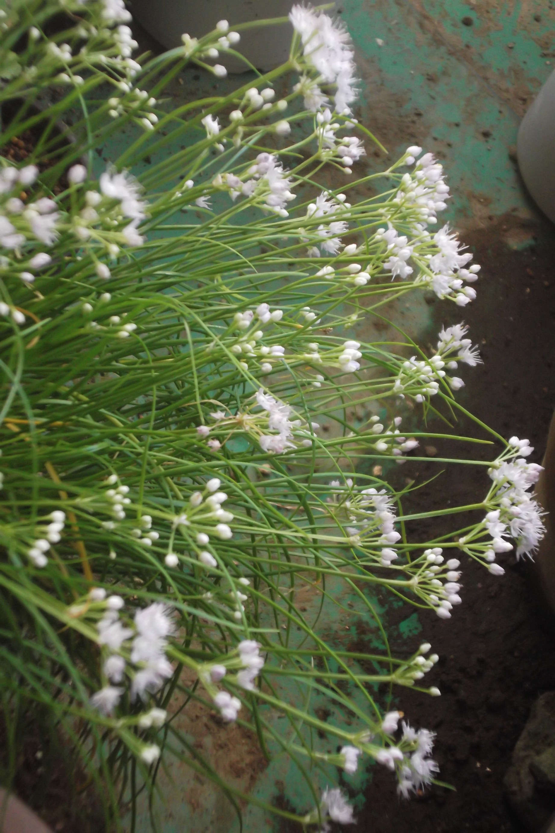 ���@��g�L���C���[��BOX]�@���@[�j�Ə��̕��i]�@�i�Z�ҏ����W�j