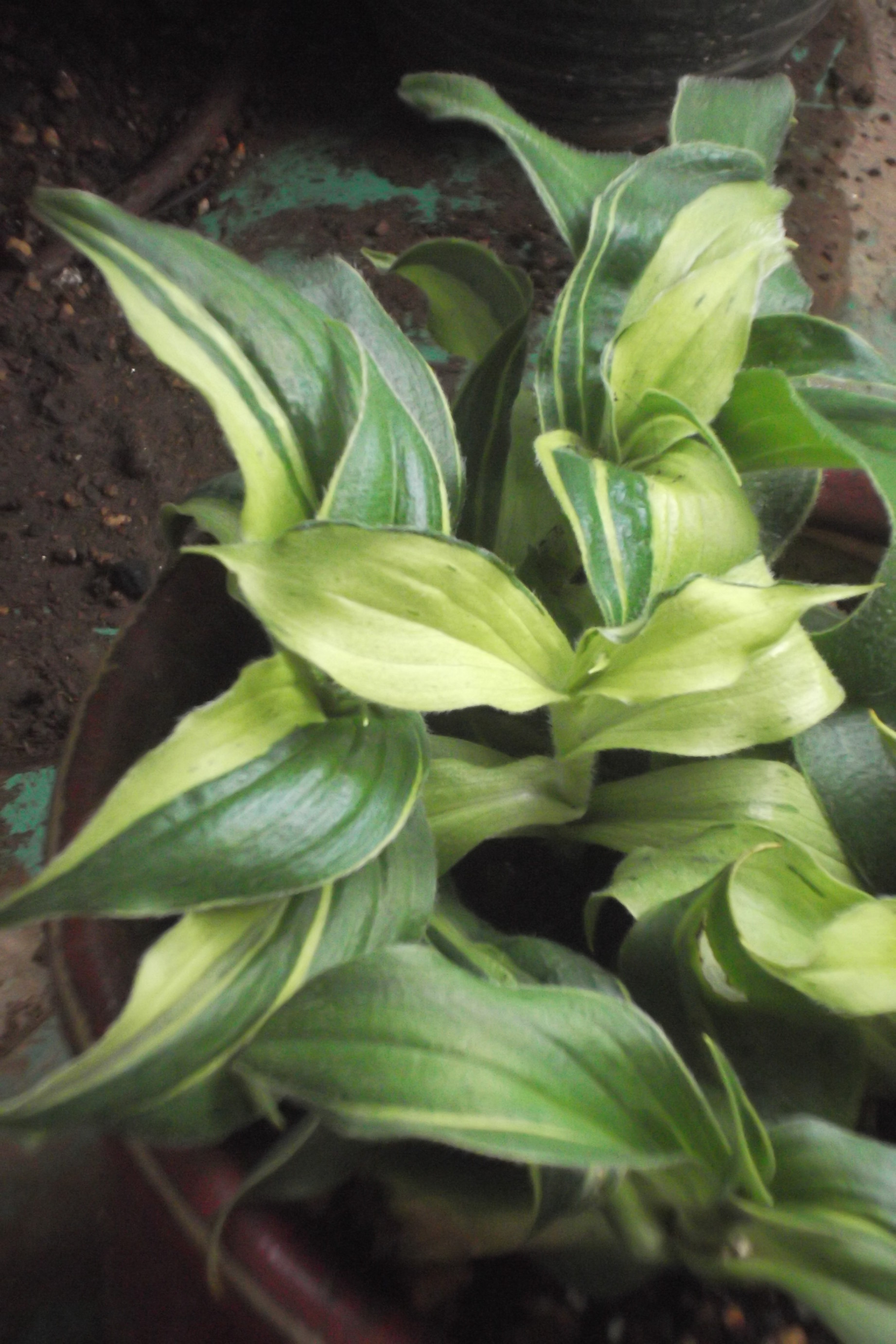 ���@��g�L���C���[��BOX]�@���@[�j�Ə��̕��i]�@�i�Z�ҏ����W�j