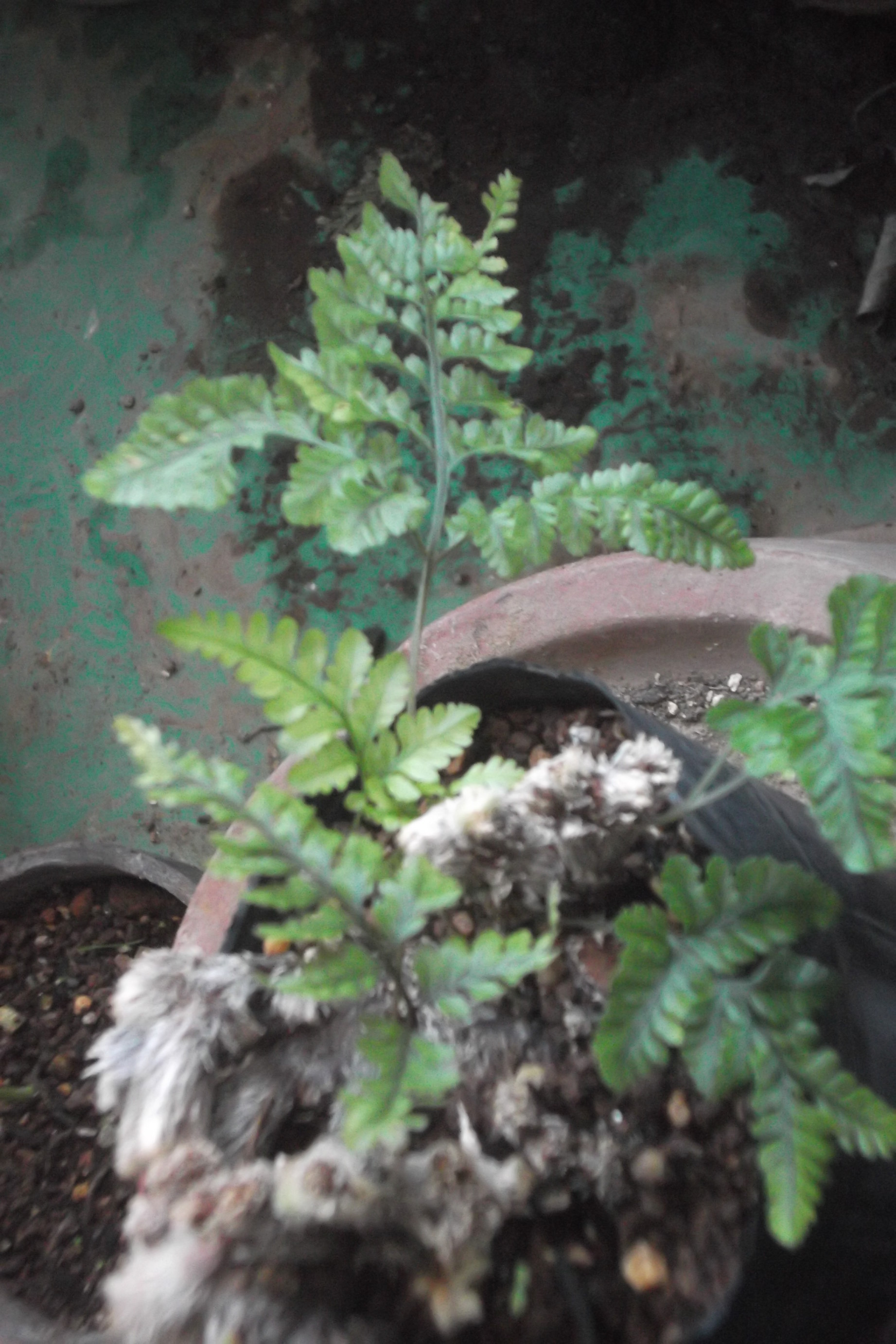 ���@��g�L���C���[��BOX]�@���@[�j�Ə��̕��i]�@�i�Z�ҏ����W�j