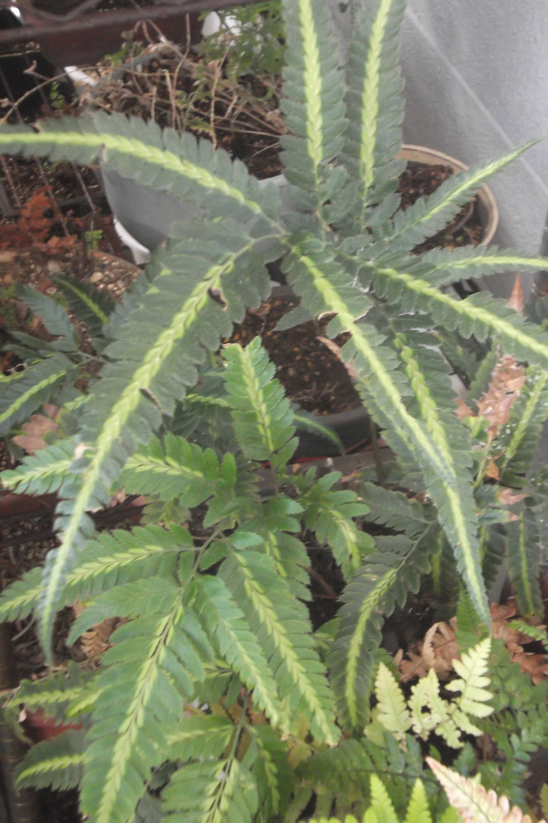 ���@��g�L���C���[��BOX]�@���@[�j�Ə��̕��i]�@�i�Z�ҏ����W�j