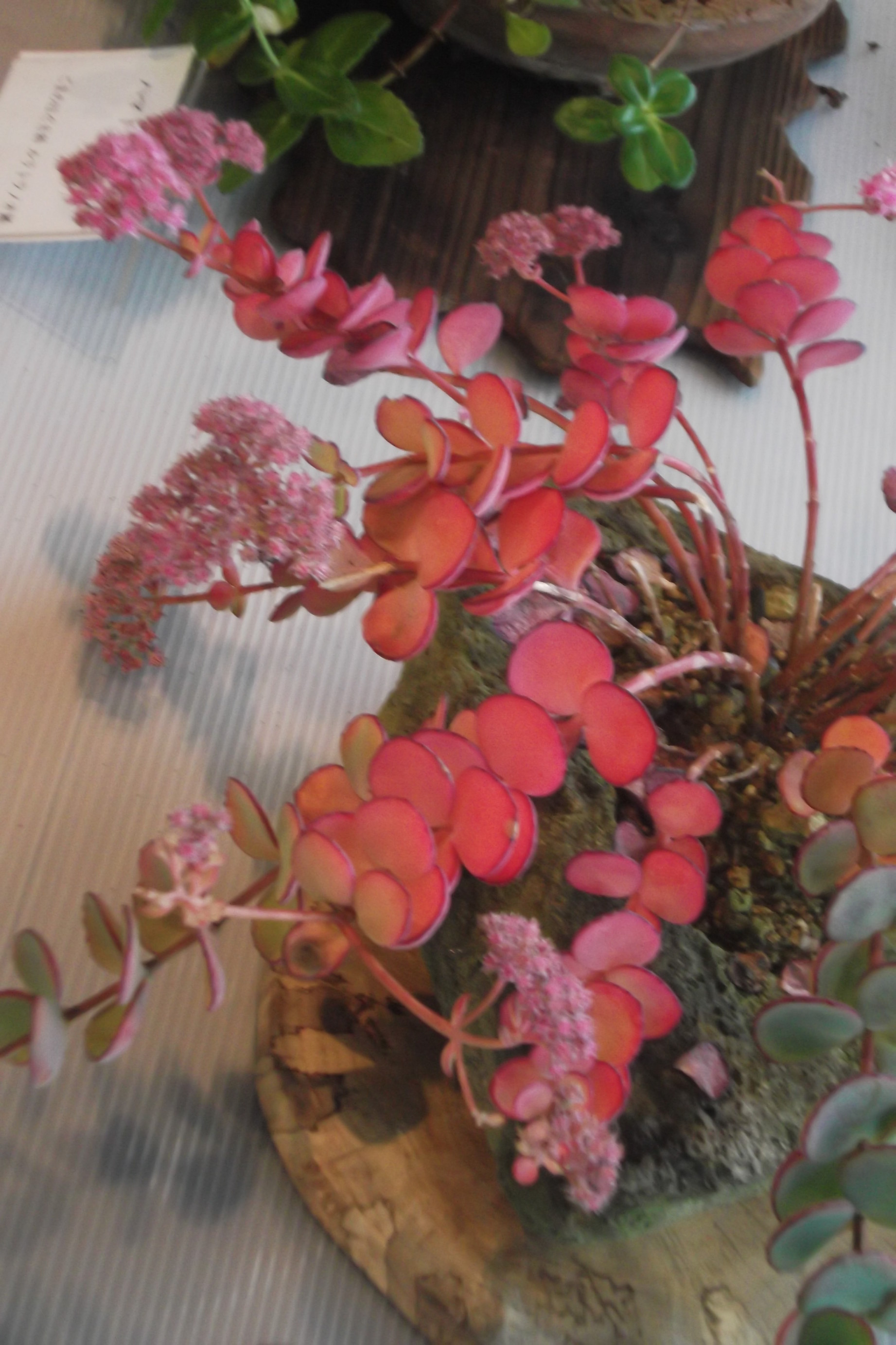 ���@��g�L���C���[��BOX]�@���@[�j�Ə��̕��i]�@�i�Z�ҏ����W�j