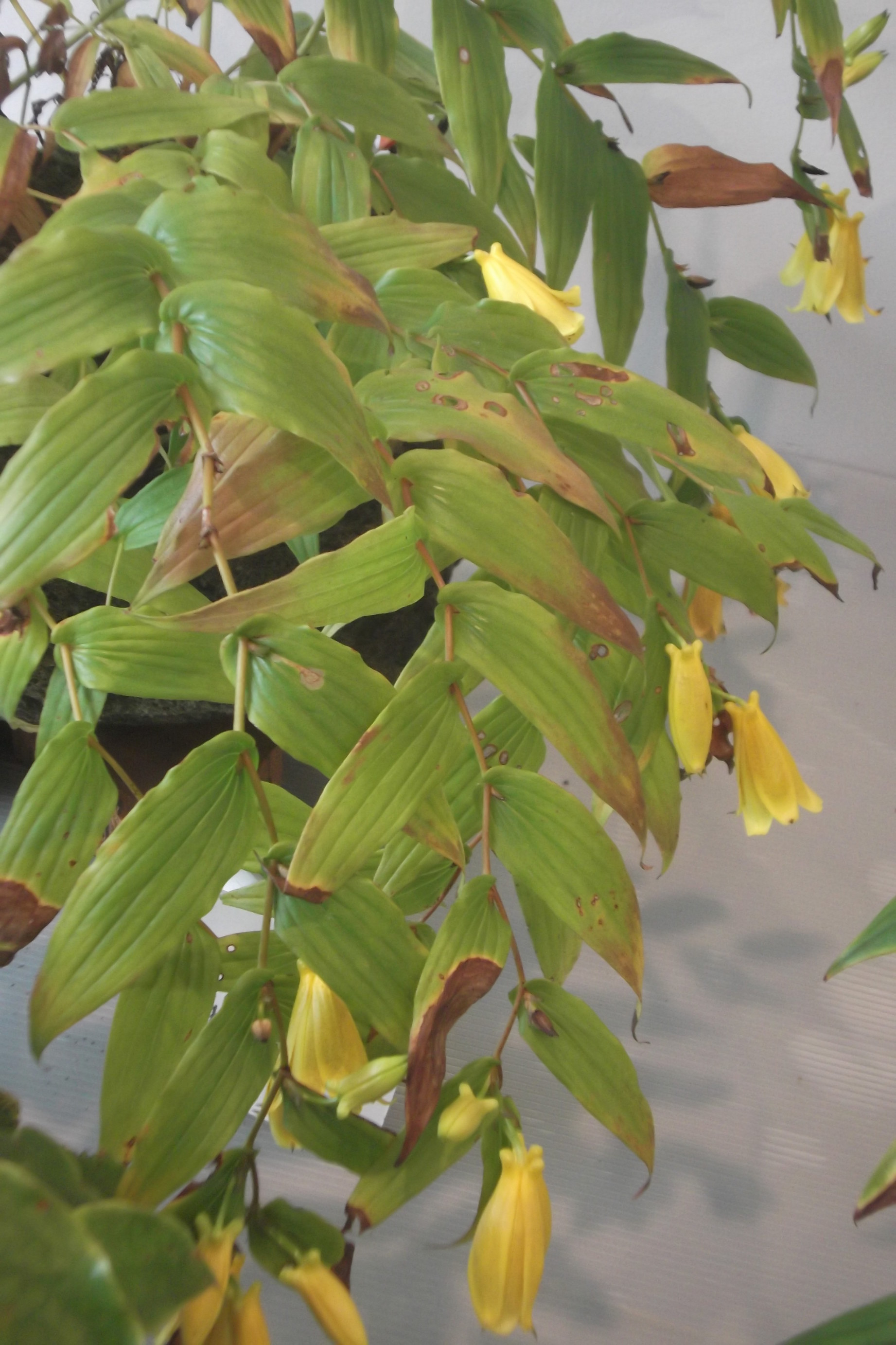 ���@��g�L���C���[��BOX]�@���@[�j�Ə��̕��i]�@�i�Z�ҏ����W�j