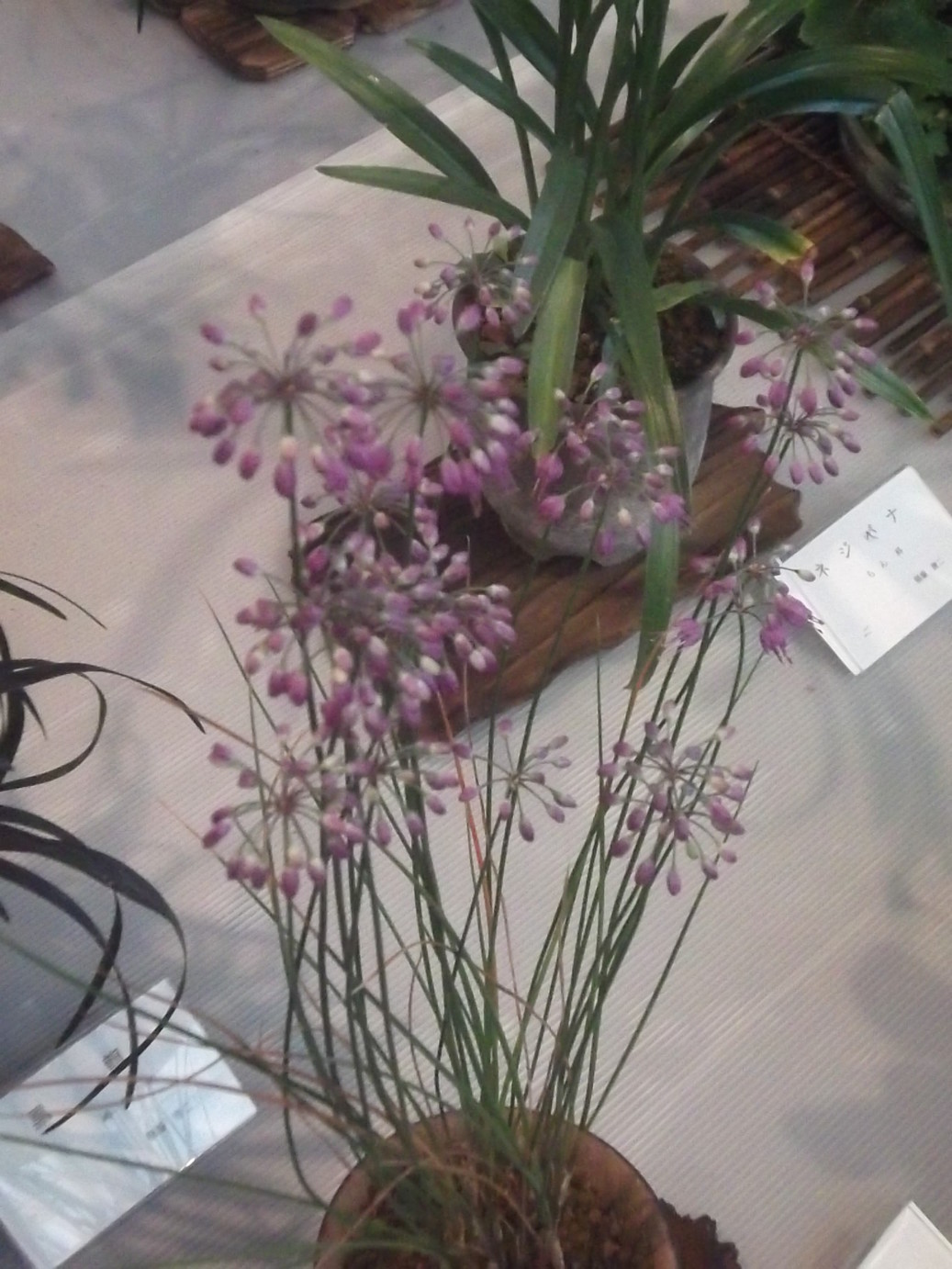 ���@��g�L���C���[��BOX]�@���@[�j�Ə��̕��i]�@�i�Z�ҏ����W�j