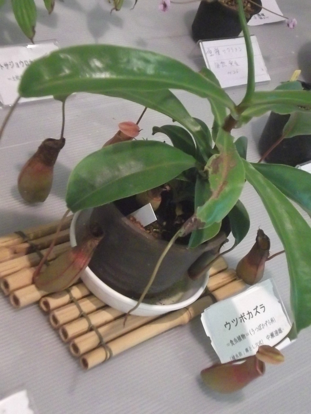 ���@��g�L���C���[��BOX]�@���@[�j�Ə��̕��i]�@�i�Z�ҏ����W�j