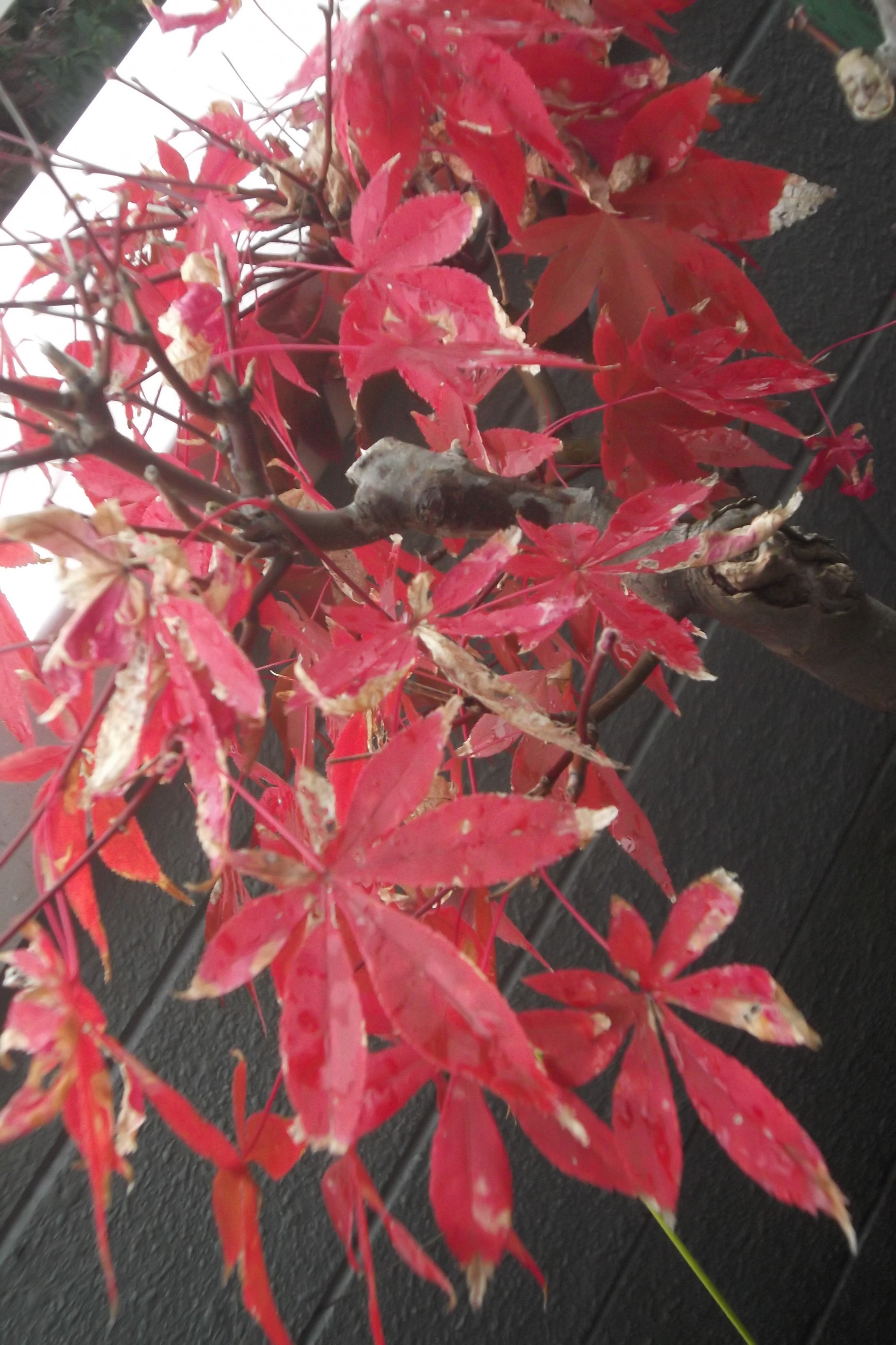 ���@��g�L���C���[��BOX]�@���@[�j�Ə��̕��i]�@�i�Z�ҏ����W�j