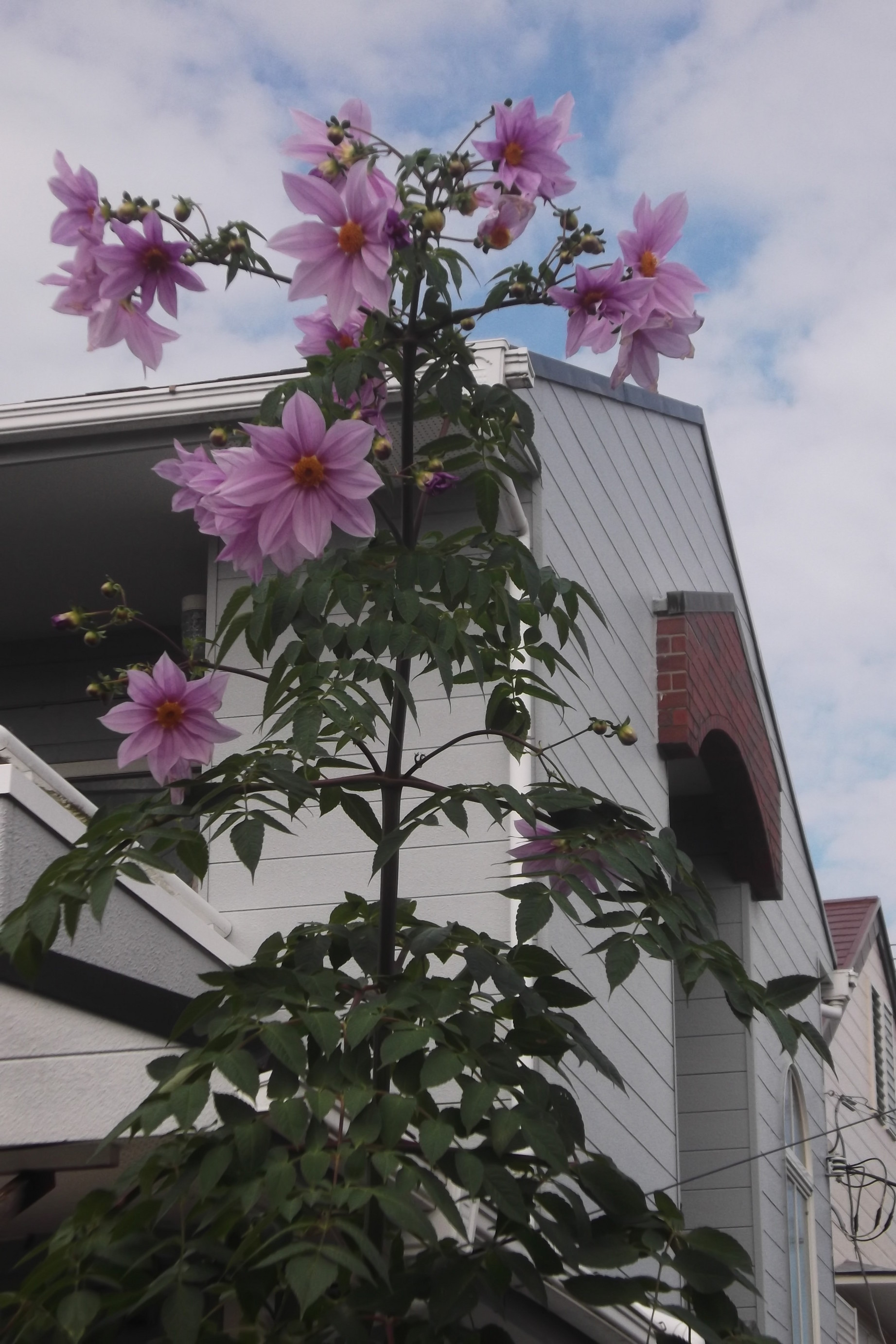 ���@��g�L���C���[��BOX]�@���@[�j�Ə��̕��i]�@�i�Z�ҏ����W�j