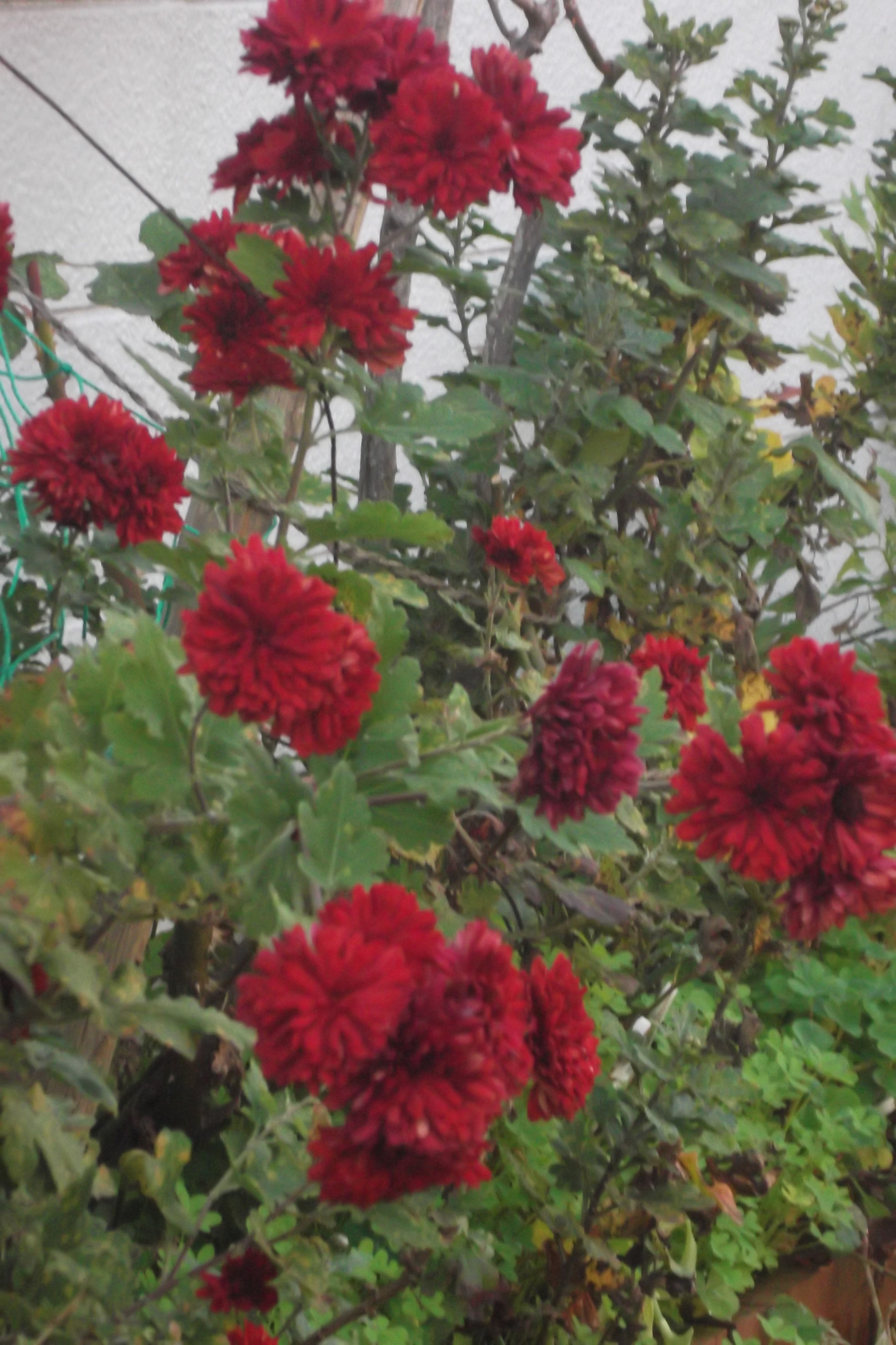 ���@��g�L���C���[��BOX]�@���@[�j�Ə��̕��i]�@�i�Z�ҏ����W�j