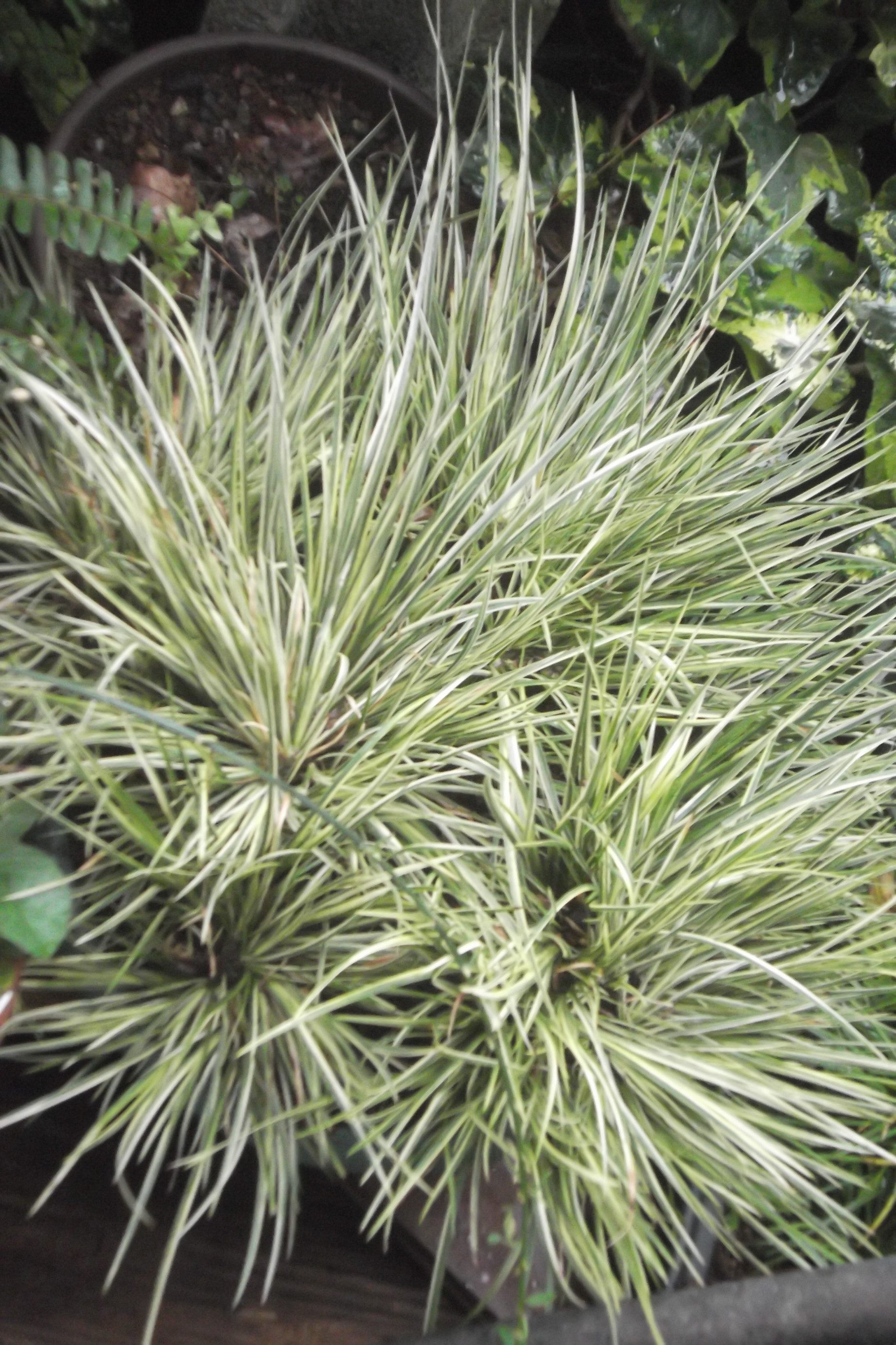 ���@��g�L���C���[��BOX]�@���@[�j�Ə��̕��i]�@�i�Z�ҏ����W�j