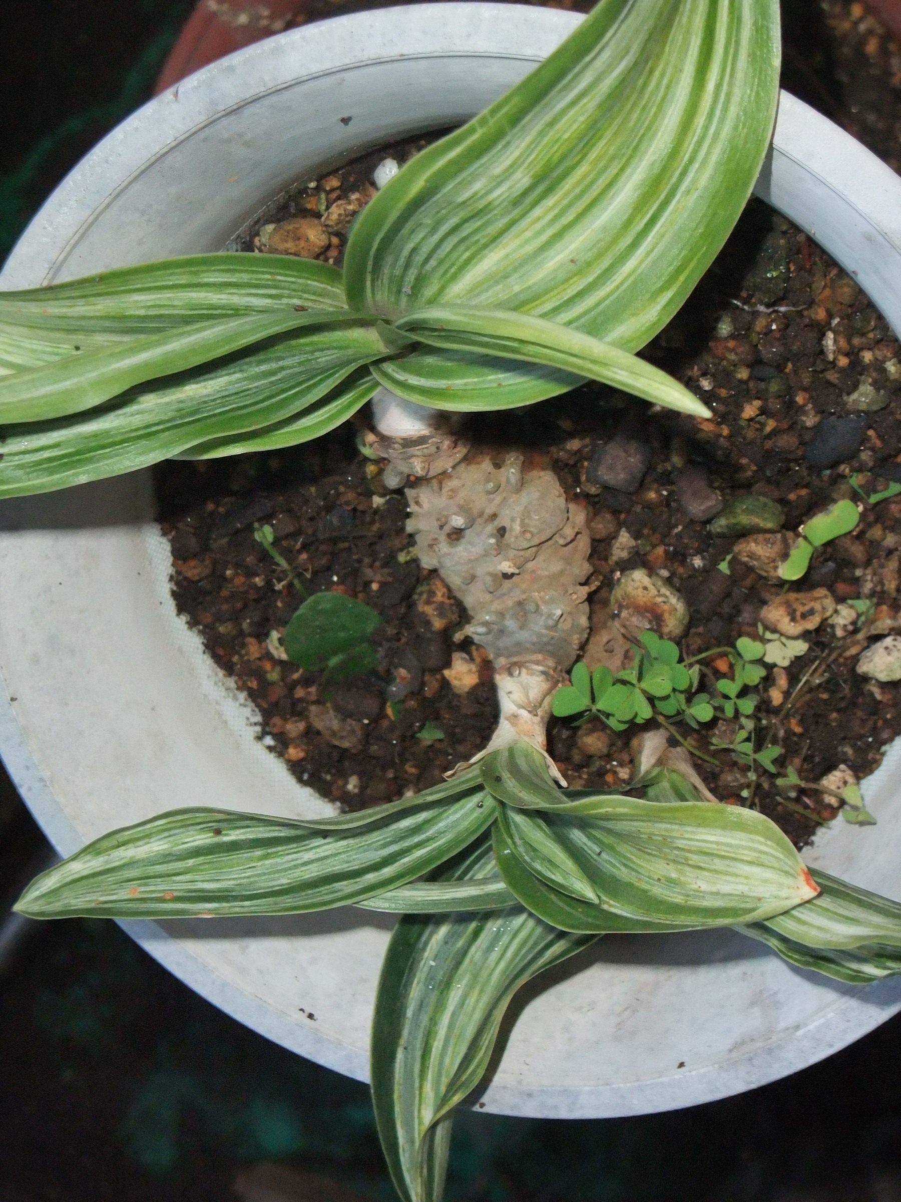 ���@��g�L���C���[��BOX]�@���@[�j�Ə��̕��i]�@�i�Z�ҏ����W�j