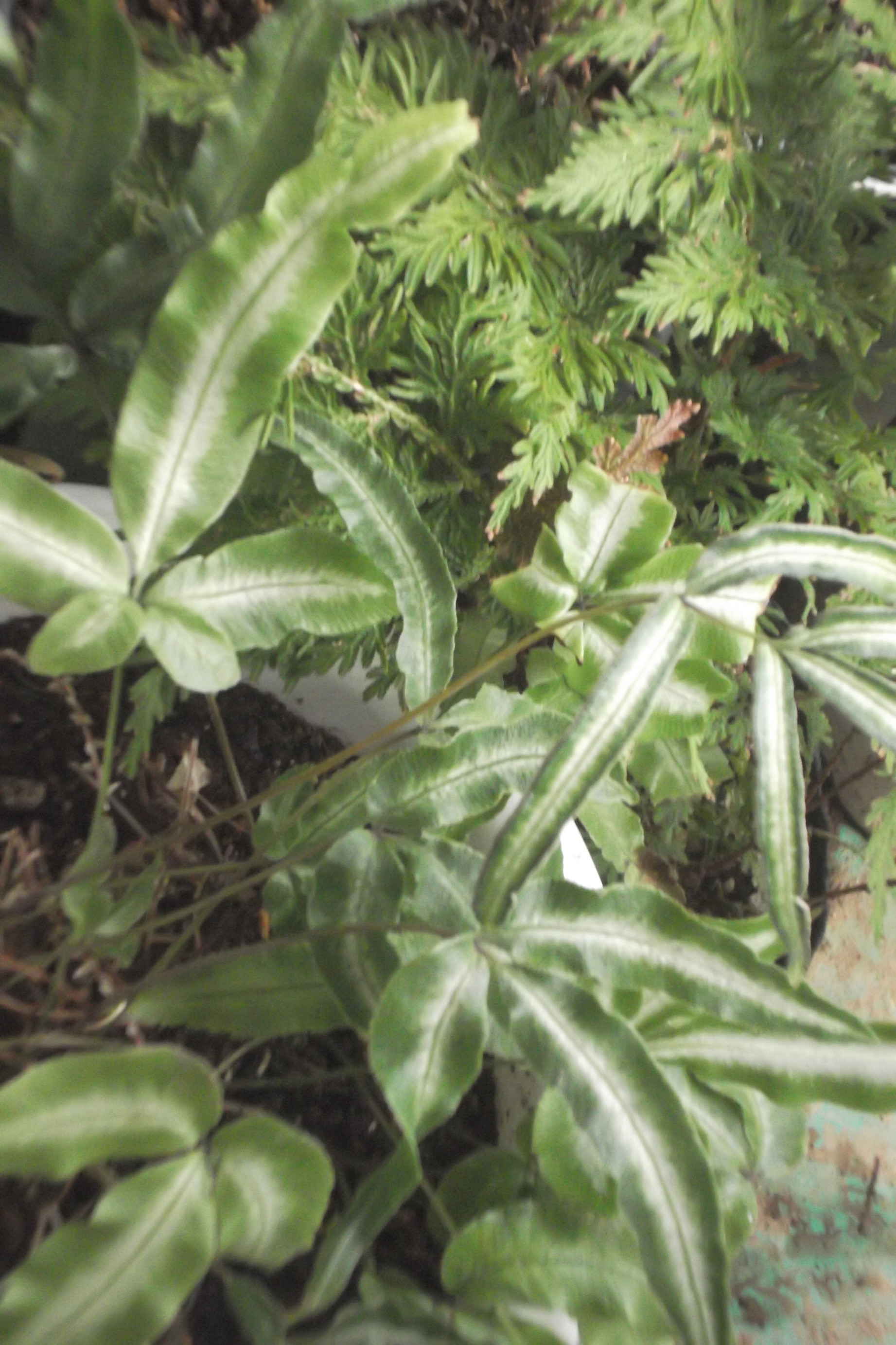 ���@��g�L���C���[��BOX]�@���@[�j�Ə��̕��i]�@�i�Z�ҏ����W�j