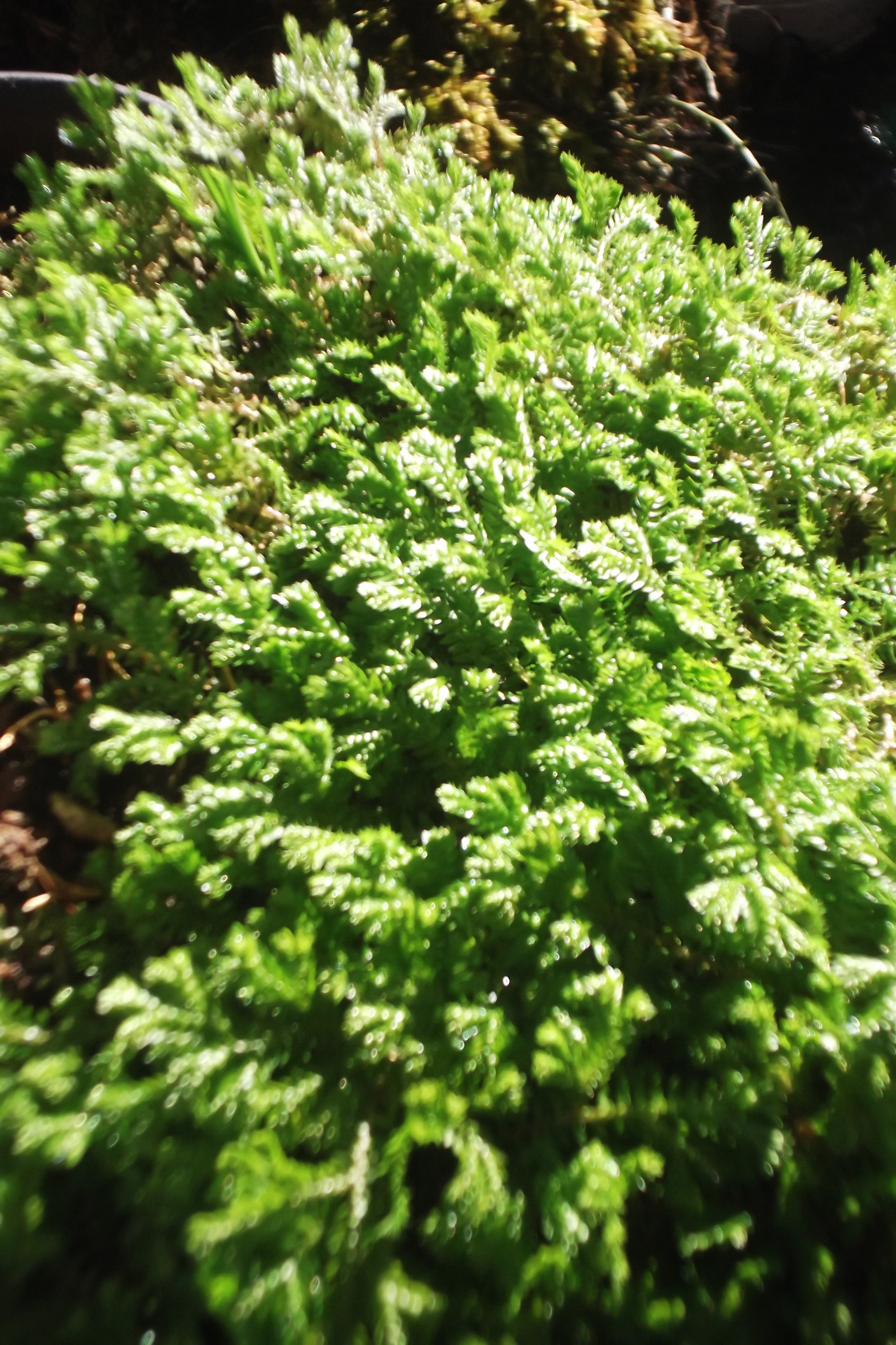 ���@��g�L���C���[��BOX]�@���@[�j�Ə��̕��i]�@�i�Z�ҏ����W�j