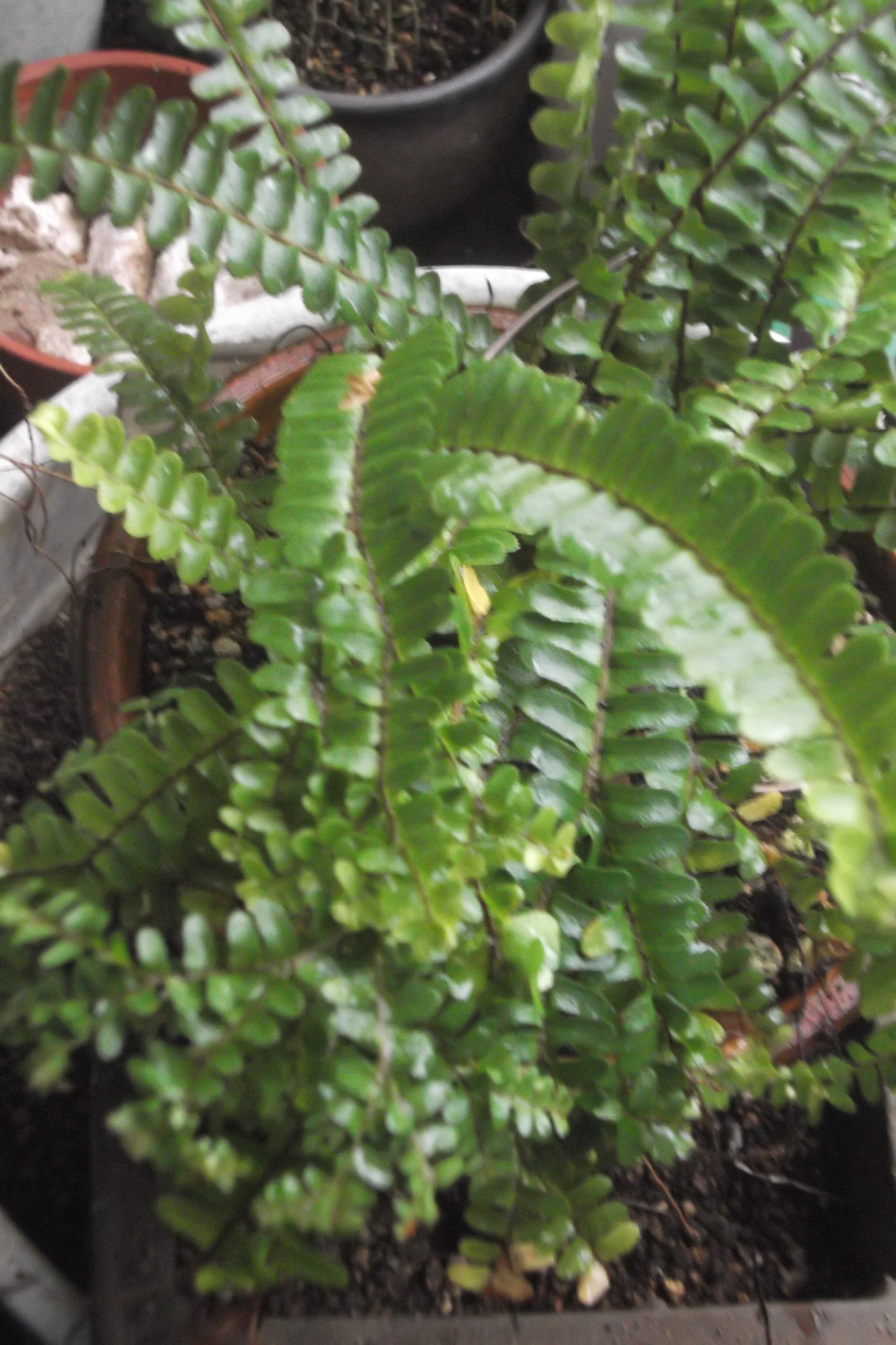 ���@��g�L���C���[��BOX]�@���@[�j�Ə��̕��i]�@�i�Z�ҏ����W�j