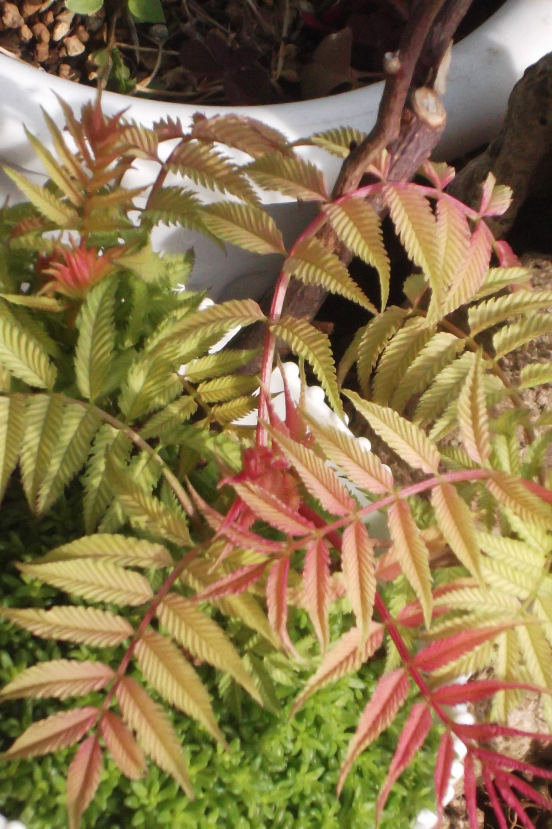 ���@��g�L���C���[��BOX]�@���@[�j�Ə��̕��i]�@�i�Z�ҏ����W�j