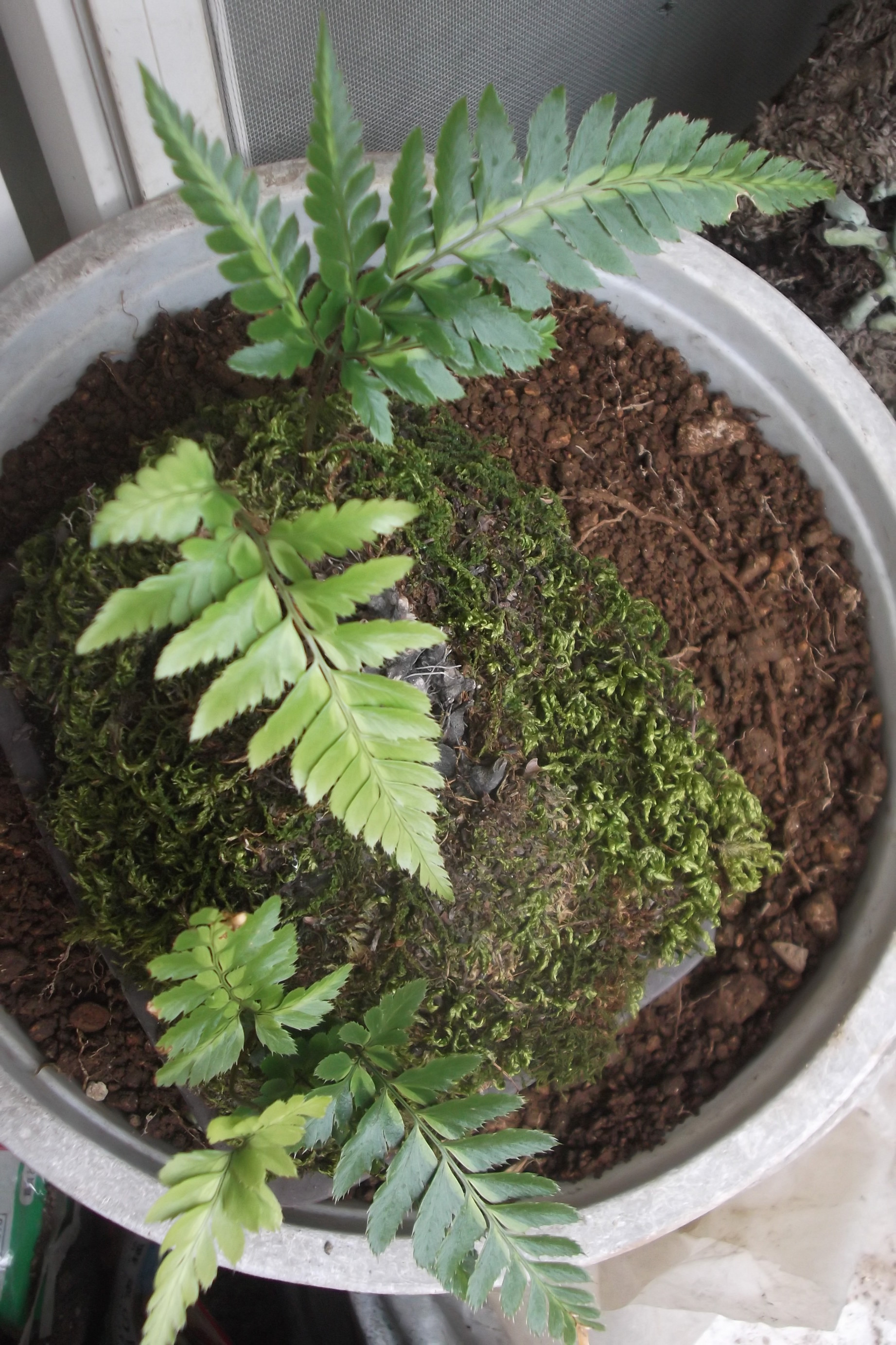 ���@��g�L���C���[��BOX]�@���@[�j�Ə��̕��i]�@�i�Z�ҏ����W�j