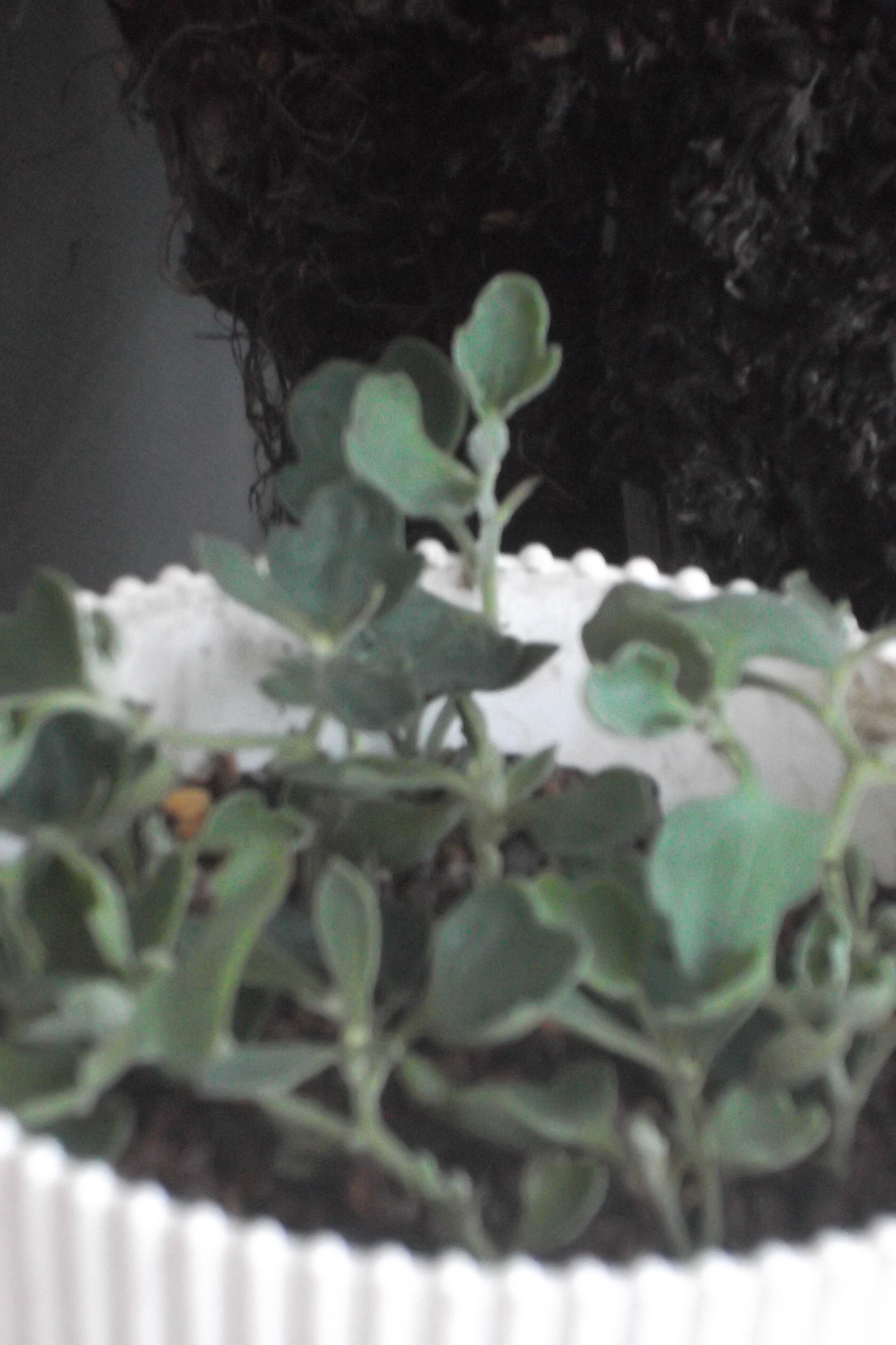 ���@��g�L���C���[��BOX]�@���@[�j�Ə��̕��i]�@�i�Z�ҏ����W�j