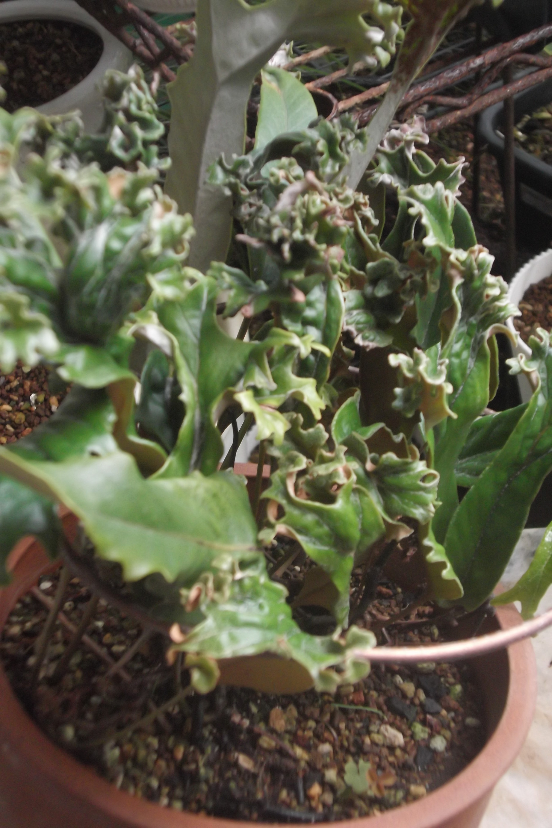 ���@��g�L���C���[��BOX]�@���@[�j�Ə��̕��i]�@�i�Z�ҏ����W�j