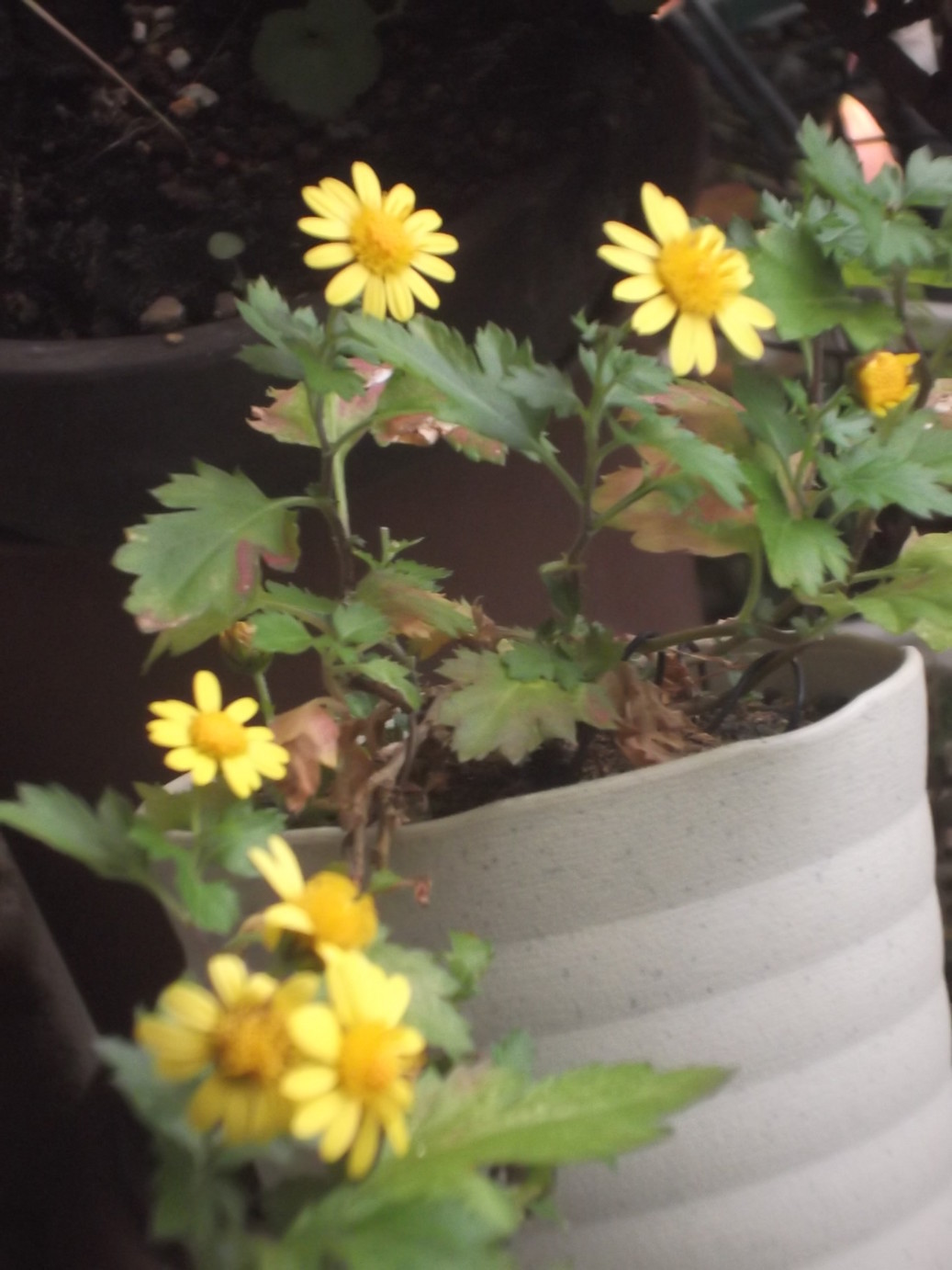 ���@��g�L���C���[��BOX]�@���@[�j�Ə��̕��i]�@�i�Z�ҏ����W�j