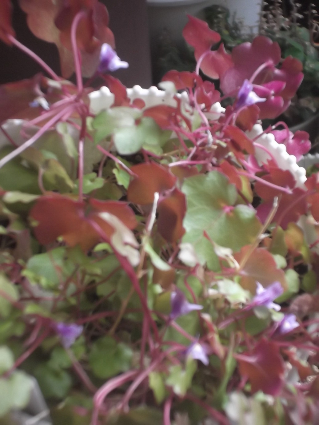 ���@��g�L���C���[��BOX]�@���@[�j�Ə��̕��i]�@�i�Z�ҏ����W�j