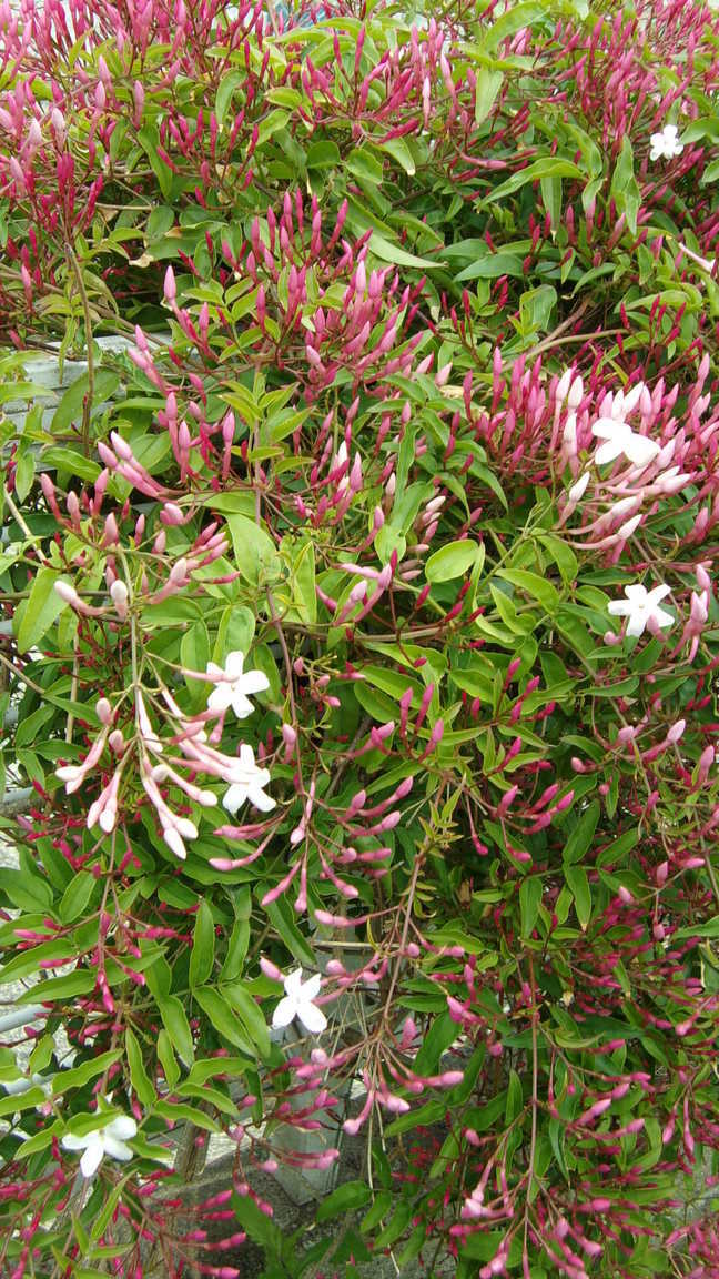 ���@��g�L���C���[��BOX]�@���@[�j�Ə��̕��i]�@�i�Z�ҏ����W�j