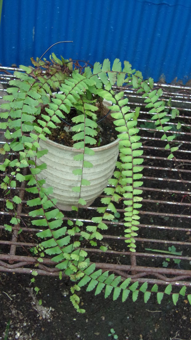 ���@��g�L���C���[��BOX]�@���@[�j�Ə��̕��i]�@�i�Z�ҏ����W�j