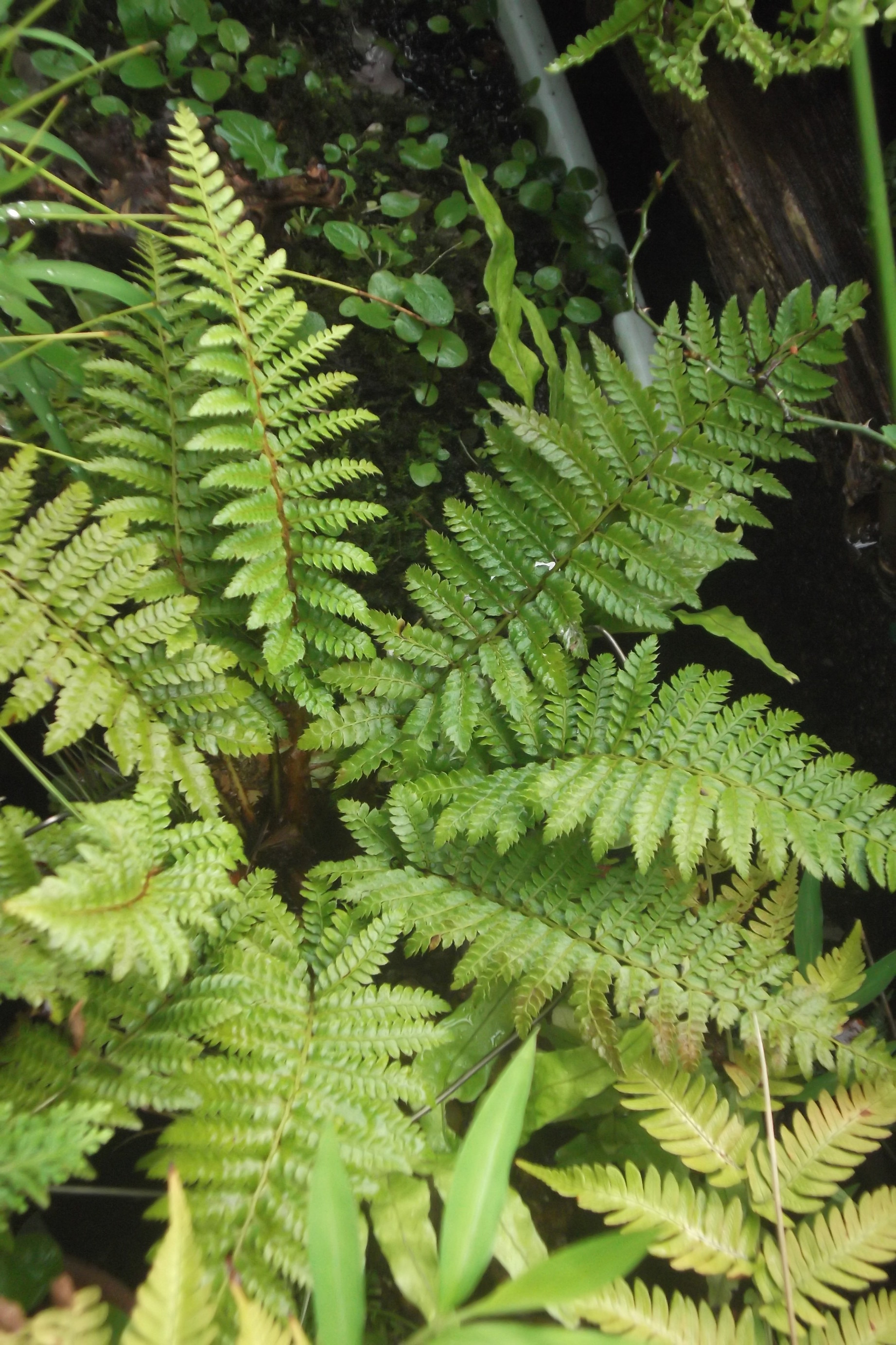 ���@��g�L���C���[��BOX]�@���@[�j�Ə��̕��i]�@�i�Z�ҏ����W�j