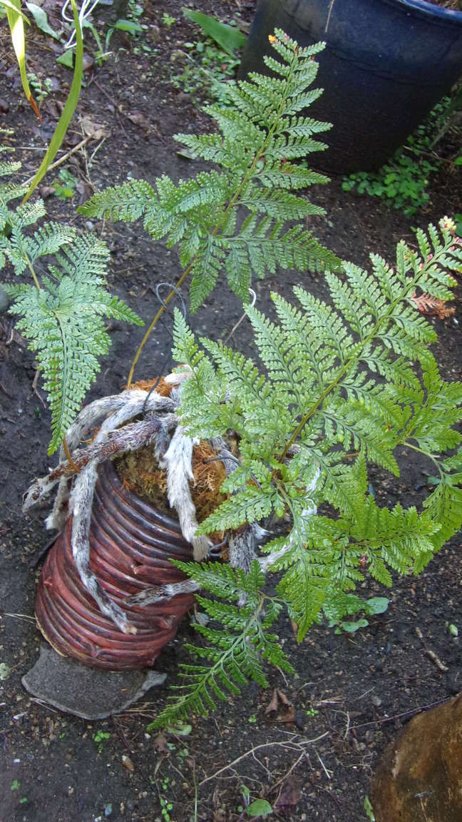 ���@��g�L���C���[��BOX]�@���@[�j�Ə��̕��i]�@�i�Z�ҏ����W�j