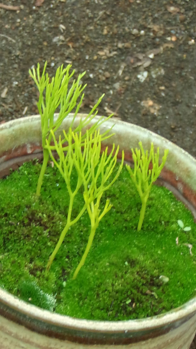 ���@��g�L���C���[��BOX]�@���@[�j�Ə��̕��i]�@�i�Z�ҏ����W�j