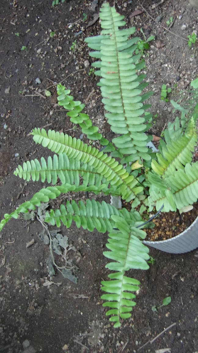 ���@��g�L���C���[��BOX]�@���@[�j�Ə��̕��i]�@�i�Z�ҏ����W�j