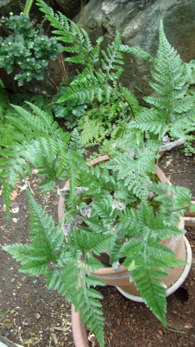 ���@��g�L���C���[��BOX]�@���@[�j�Ə��̕��i]�@�i�Z�ҏ����W�j