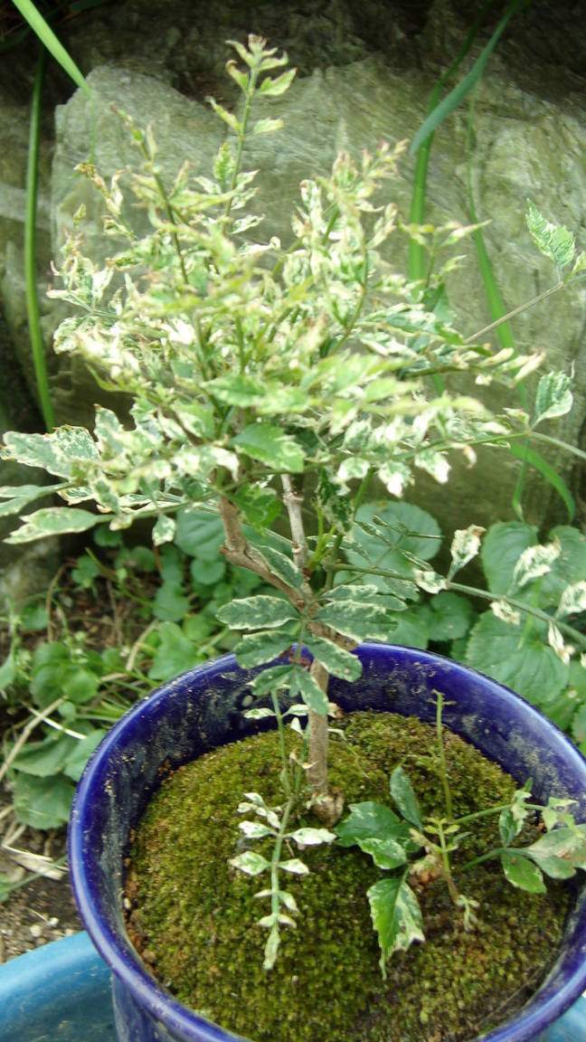 ���@��g�L���C���[��BOX]�@���@[�j�Ə��̕��i]�@�i�Z�ҏ����W�j