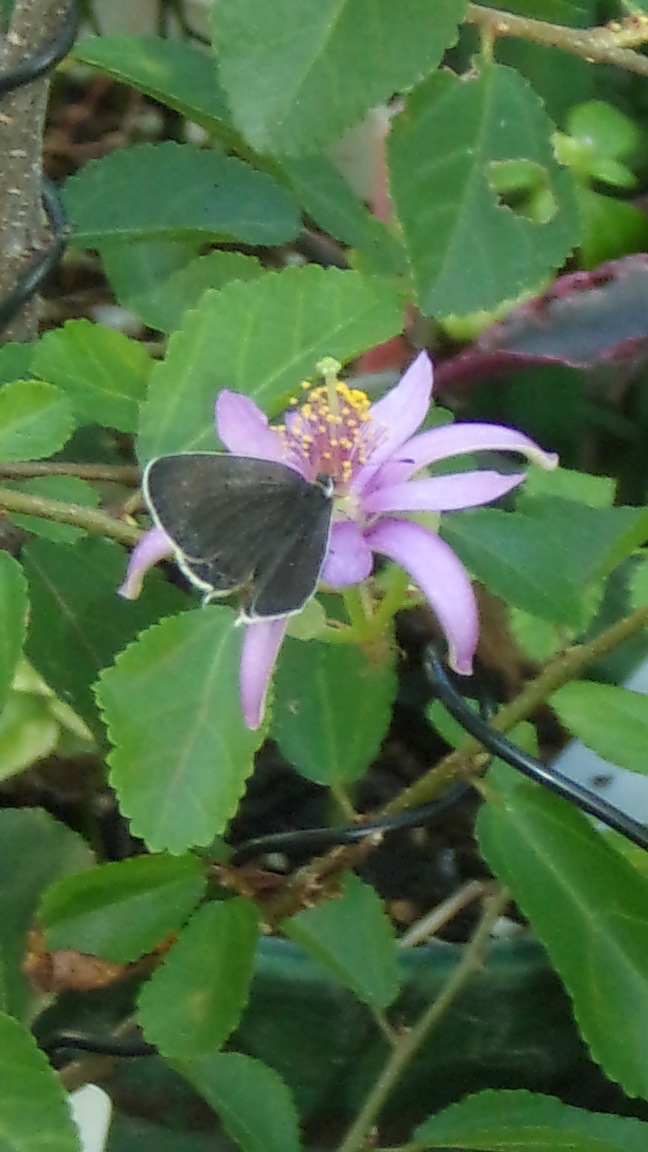 ���@��g�L���C���[��BOX]�@���@[�j�Ə��̕��i]�@�i�Z�ҏ����W�j