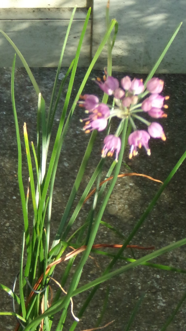 ���@��g�L���C���[��BOX]�@���@[�j�Ə��̕��i]�@�i�Z�ҏ����W�j