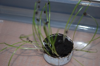 ���₶�̎