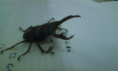 ���₶�̎