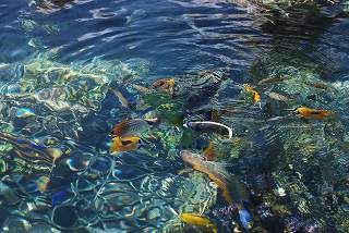 ���₶�̎